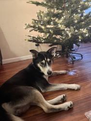 Reunited Male Dog last seen 19th and Santa Clara, San Jose, CA 95116