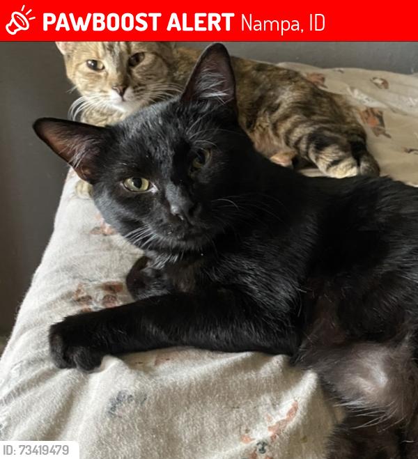 Lost Male Cat last seen Northside Boulevard, Nampa, ID 83687