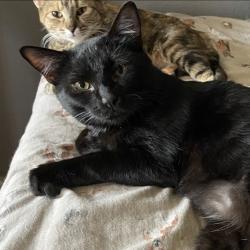 Lost Male Cat last seen Northside Boulevard, Nampa, ID 83687