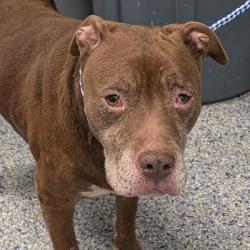 Shelter Stray Female Dog last seen , 328 Furman Hall Rd, Greenville, SC 29609, USA
