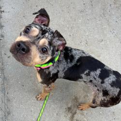 Shelter Stray Female Dog last seen , 328 Furman Hall Rd, Greenville, SC 29609, USA