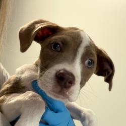 Shelter Stray Female Dog last seen , 328 Furman Hall Rd, Greenville, SC 29609, USA