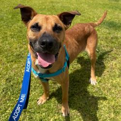 Shelter Stray Female Dog last seen , 361 S Raymond Ave, Pasadena, CA 91105, USA