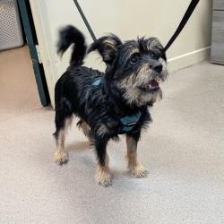 Shelter Stray Male Dog last seen , 361 S Raymond Ave, Pasadena, CA 91105, USA