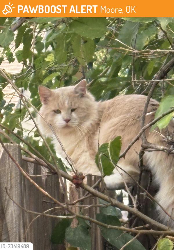 Found/Stray Unknown Cat last seen Veterans parkway, Moore, OK 73160
