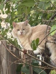 Found/Stray Unknown Cat last seen Veterans parkway, Moore, OK 73160