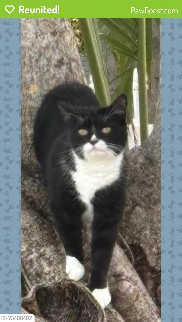 Reunited Male Cat last seen SE 6 th street, Pompano Beach, FL 33062
