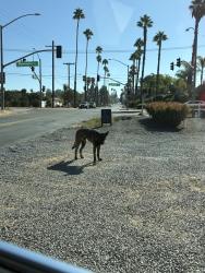 Found/Stray Male Dog last seen At Fruit Stand on Bradley St., 92506, Riverside, CA 92504