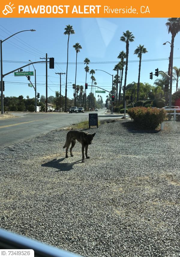 Found/Stray Male Dog last seen At Fruit Stand on Bradley St., 92506, Riverside, CA 92504