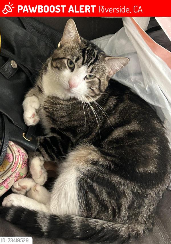 Lost Male Cat last seen Garfield St & Adam’s Ave, Riverside, CA 92504