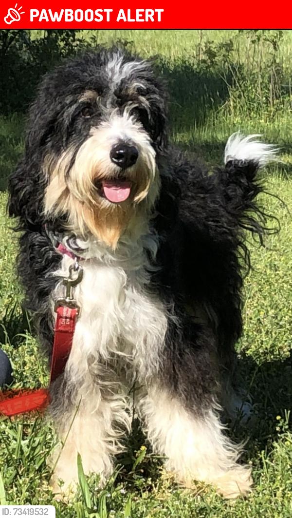 Lost Female Dog last seen Old white horse road, Greenville County, SC 29690