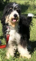 Lost Female Dog last seen Old white horse road, Greenville County, SC 29690