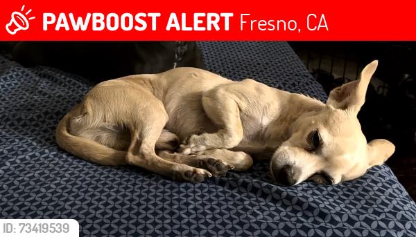 Found/Stray Male Dog last seen Aerozone on Ashlan & Cedar, Fresno, CA 93726