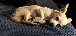 Found/Stray Male Dog last seen Aerozone on Ashlan & Cedar, Fresno, CA 93726