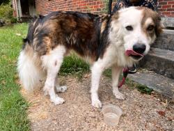 Found/Stray Male Dog last seen Cherrydale, Memphis, TN 38111