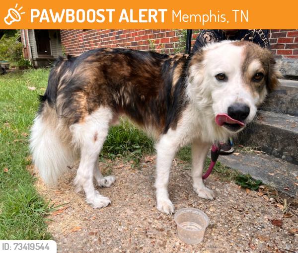 Found/Stray Male Dog last seen Cherrydale, Memphis, TN 38111