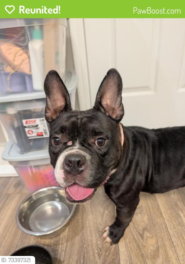 Reunited Female Dog last seen Behind Parc @ 980, Lawrenceville, GA 30043