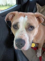 Reunited Female Dog last seen York Rd, Baltimore, MD 21212
