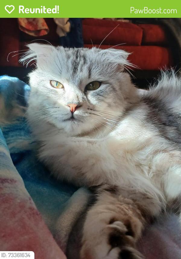 Reunited Male Cat last seen Slauson Ave. Racine, Racine, WI 53403