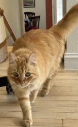 Reunited Male Cat last seen Near 56th Avenue, Oakland CA 94605, Oakland, CA 94605