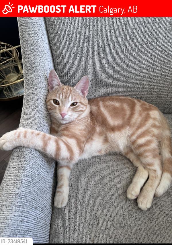 Lost Male Cat last seen cityscape grove NE, Calgary, AB 