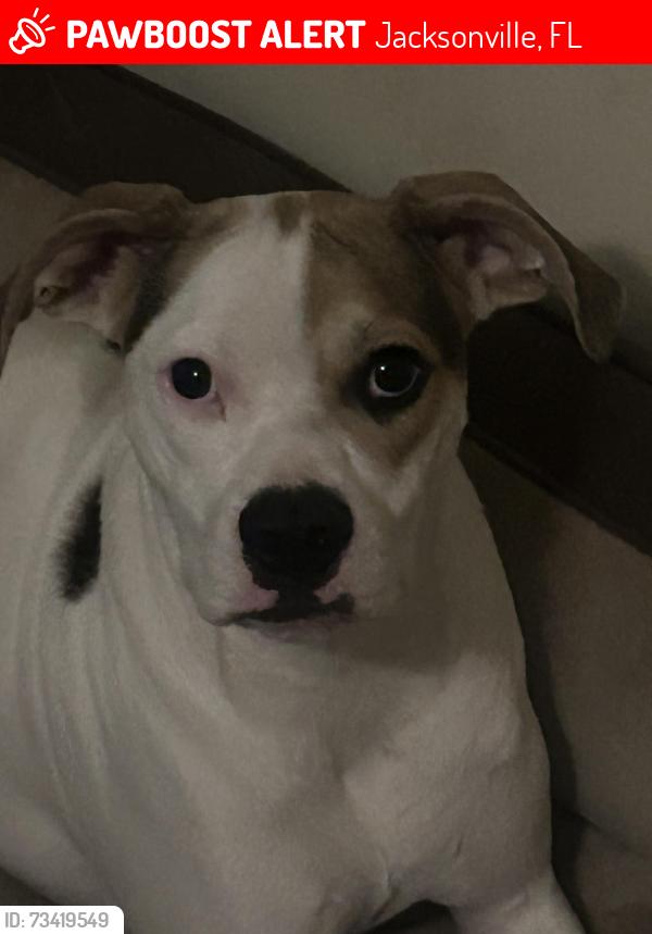 Lost Male Dog last seen Near W 31st street, Jacksonville, FL 32209