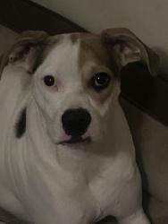 Lost Male Dog last seen Near W 31st street, Jacksonville, FL 32209