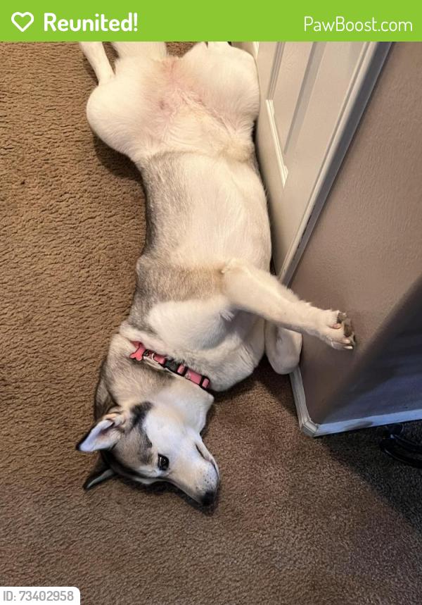 Reunited Female Dog last seen Sierra grande street and Everest street, Adelanto, CA 92301