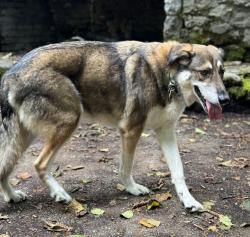 Lost Female Dog last seen I5 northbound near exit 154 on the carpool lane side of the road, Tukwila, WA 98168
