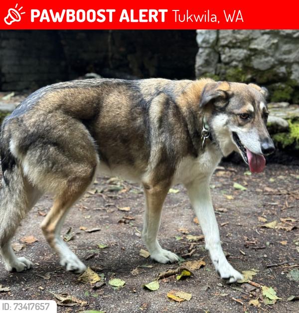 Lost Female Dog last seen I5 northbound near exit 154 on the carpool lane side of the road, Tukwila, WA 98168