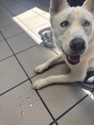 Reunited Female Dog last seen Lake Mead and Rampart, Las Vegas, NV 89134