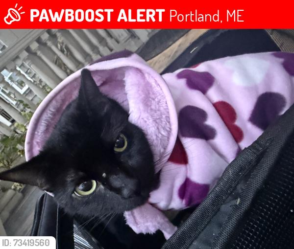 Lost Female Cat last seen Near grass roots dispensary St. John st, Portland, ME 04102
