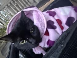 Lost Female Cat last seen Near grass roots dispensary St. John st, Portland, ME 04102