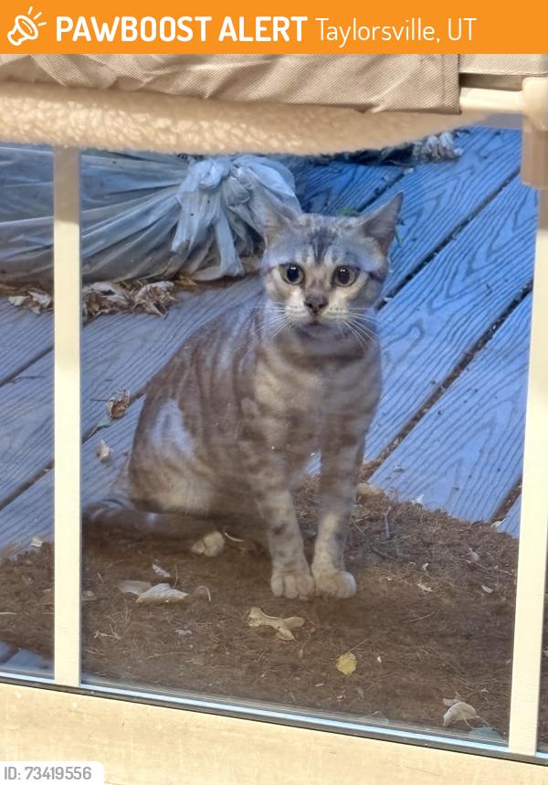 Found/Stray Unknown Cat last seen Off of Darby Castle Way - she/he was exploring patios, Taylorsville, UT 84123