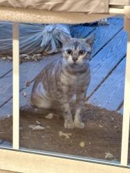 Found/Stray Unknown Cat last seen Off of Darby Castle Way - she/he was exploring patios, Taylorsville, UT 84123