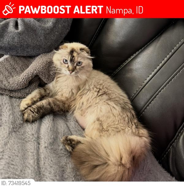 Lost Female Cat last seen Near s Weston creek loop, Nampa, ID 83686