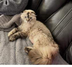 Lost Female Cat last seen Near s Weston creek loop, Nampa, ID 83686