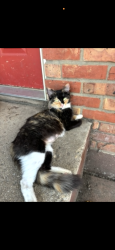 Lost Female Cat last seen Near bunker hill court lovespark il, Loves Park, IL 61111