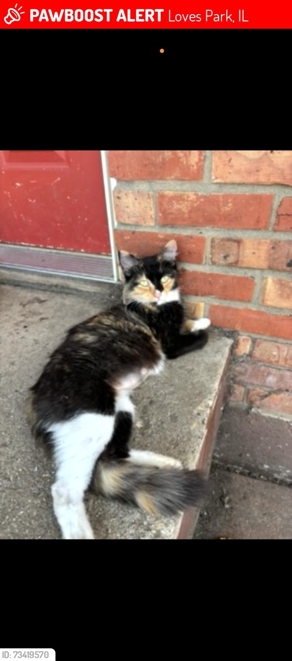 Lost Female Cat last seen Near bunker hill court lovespark il, Loves Park, IL 61111