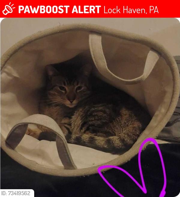 Lost Male Cat last seen Black Forest Inn, Lock Haven PA, Lock Haven, PA 17745