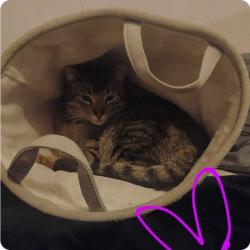 Lost Male Cat last seen Black Forest Inn, Lock Haven PA, Lock Haven, PA 17745