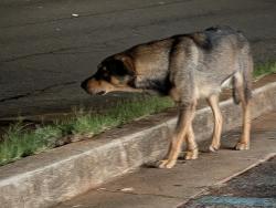 Found/Stray Unknown Dog last seen McCracken laundry, Griffin, GA 30223