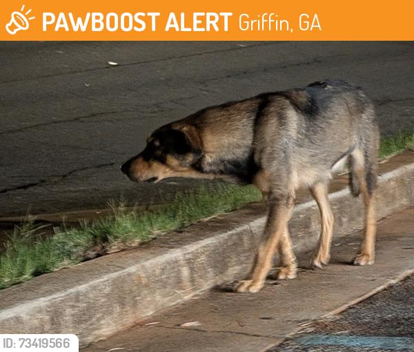 Found/Stray Unknown Dog last seen McCracken laundry, Griffin, GA 30223