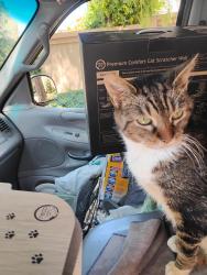Lost Female Cat last seen Winfield Blvd/ Almaden lake Dr, San Jose, CA 95123