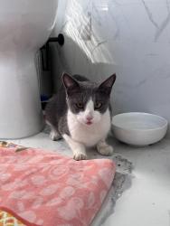 Found/Stray Female Cat last seen Narragansett ave, East Providence, RI 02915
