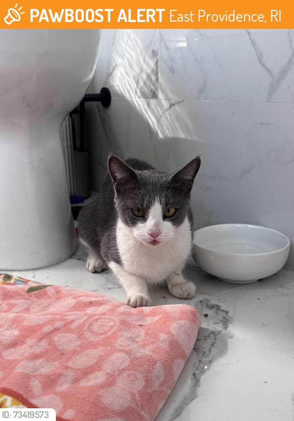 Found/Stray Female Cat last seen Narragansett ave, East Providence, RI 02915
