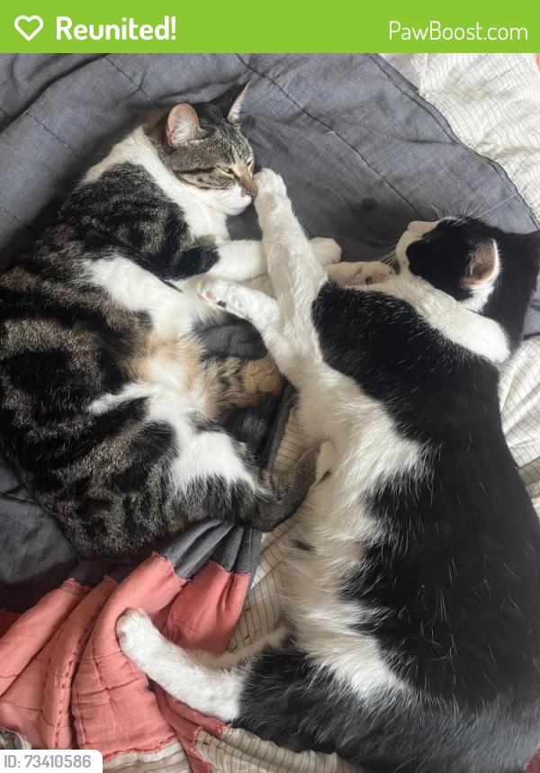 Reunited Female Cat last seen Underneath deck at 2 Boynton Court (14th Street between Church & Sanchez), San Francisco, CA 94114