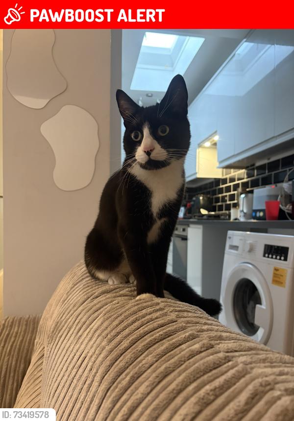 Lost Female Cat last seen ferring, Ferring, England BN12 5JP