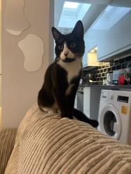 Lost Female Cat last seen ferring, Ferring, England BN12 5JP
