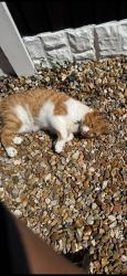 Lost Male Cat last seen Stanley Park, Blackpool, England FY3 9LQ